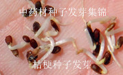 ˎٍX(qin)